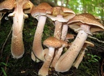 See Armillaria Solidipes at Malheur National Forest, Oregon
