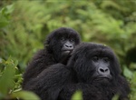 See Mountain Gorillas in Mgahinga Gorilla National Park, Uganda