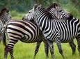 4 Days Queen Elizabeth & Lake Mburo Savanna Safari