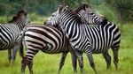 4 Days Queen Elizabeth & Lake Mburo Savanna Safari