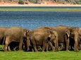 Minneriya Elephant Safari wth Sigiriya & Dambulla Cave Temples Full Day Tour