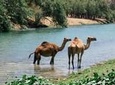 East Jewels with Wadi Darbat :Salalah tours