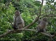 Hanoi - Cuc Phuong National Park 1 day with lunch