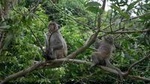 Hanoi - Cuc Phuong National Park 1 day with lunch