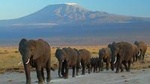 Overnight Amboseli National Park Safari from Nairobi