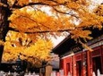 Private Transfer Service from Beijing to Mutianyu and Red Snail Temple