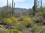 Hike or Ride Brown Mountain Loop Trail, Saguaro National Park, Arizona