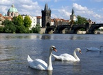 See Vltava Swans, Prague, Czech Republic