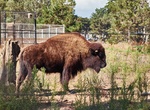 Visit Bison Paddock, San Francisco, California