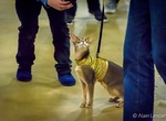 Attend San Diego Cat Show, California