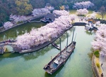 See Cherry Blossom in Yuantouzhu, Jiangsu Province