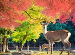 Visit Nara Park, Japan