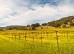 Drive Through Napa Valley During Mustard Season, California