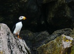 See Tufted and Horned Puffins in Kenai Fjords National Park, Alaska