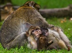 Visit Monkey World, Dorset, England