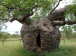 See Boab Prison Tree in Derby, Western Australia