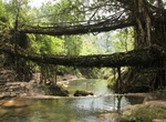 See Cherrapunji Living Root Bridge
