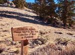Hike Discovery Trail (Ancient Bristlecone Pine Forest), California