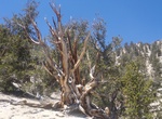 Hike Cabin Trail (Methuselah Trail), Ancient Bristlecone Pine Forest, California