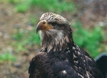 Visit Alaska Raptor Center, Sitka, Alaska