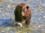 See Bears at Fish Creek Bear Viewing Area, Hyder, Alaska