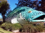 See The Giant Murray Cod in Swan Hill, Victoria, Australia