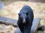 See Bears at Anan Wildlife Observatory Site, Alaska