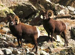 See Bighorn Sheep at Great Sand Dunes National Preserve, Colorado