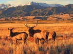 See Elk at Great Sand Dunes National Park, Colorado