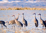 See Sandhill Cranes at Great Sand Dunes National Park, Colorado