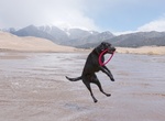 Visit Castle Creek Picnic Area, Great Sand Dunes National Park, Colorado