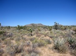Explore Lanfair Valley, Mojave National Preserve, California