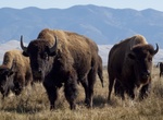 See Bison at Great Sand Dunes National Park, Colorado