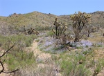 Camp at Black Canyon Equestrian & Group Campground, Mojave National Preserve, California