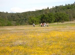 Visit Missimer Wildflower Preserve, Napa County, California