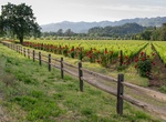 Visit Calistoga, California
