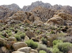 Hike Rattlesnake Canyon (Joshua Tree National Park)
