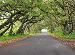 Drive Kalapana-Kapoho Road (Red Road), Big Island, Hawaii