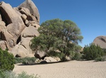 Visit Live Oak Picnic Area, Joshua Tree National Park, California