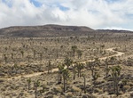 Off-road Bighorn Pass Road, Joshua Tree National Park