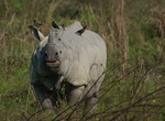Explore Kaziranga National Park, India (UNESCO site)