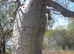 Visit Gregory's Tree Historical Reserve, Northern Territory, Australia