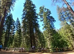 Visit Tuolumne Grove Picnic Area, Yosemite National Park, California