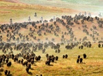 Attend Custer State Park Buffalo Roundup, South Dakota