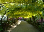 See Laburnum Arch at Bodnant Garden, Wales