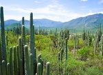 Explore Tehuacán-Cuicatlán Biosphere Reserve, Oaxaca, and Puebla, Mexico (UNESCO Site)