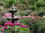 Visit International Rose Test Garden, Portland, Oregon