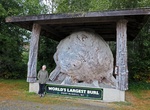 See World's Largest Burl, Port McNeill, BC, Canada
