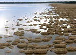 See Lake Clifton Thrombolites, Western Australia