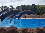 Visit Loro Parque, Tenerife, Spain